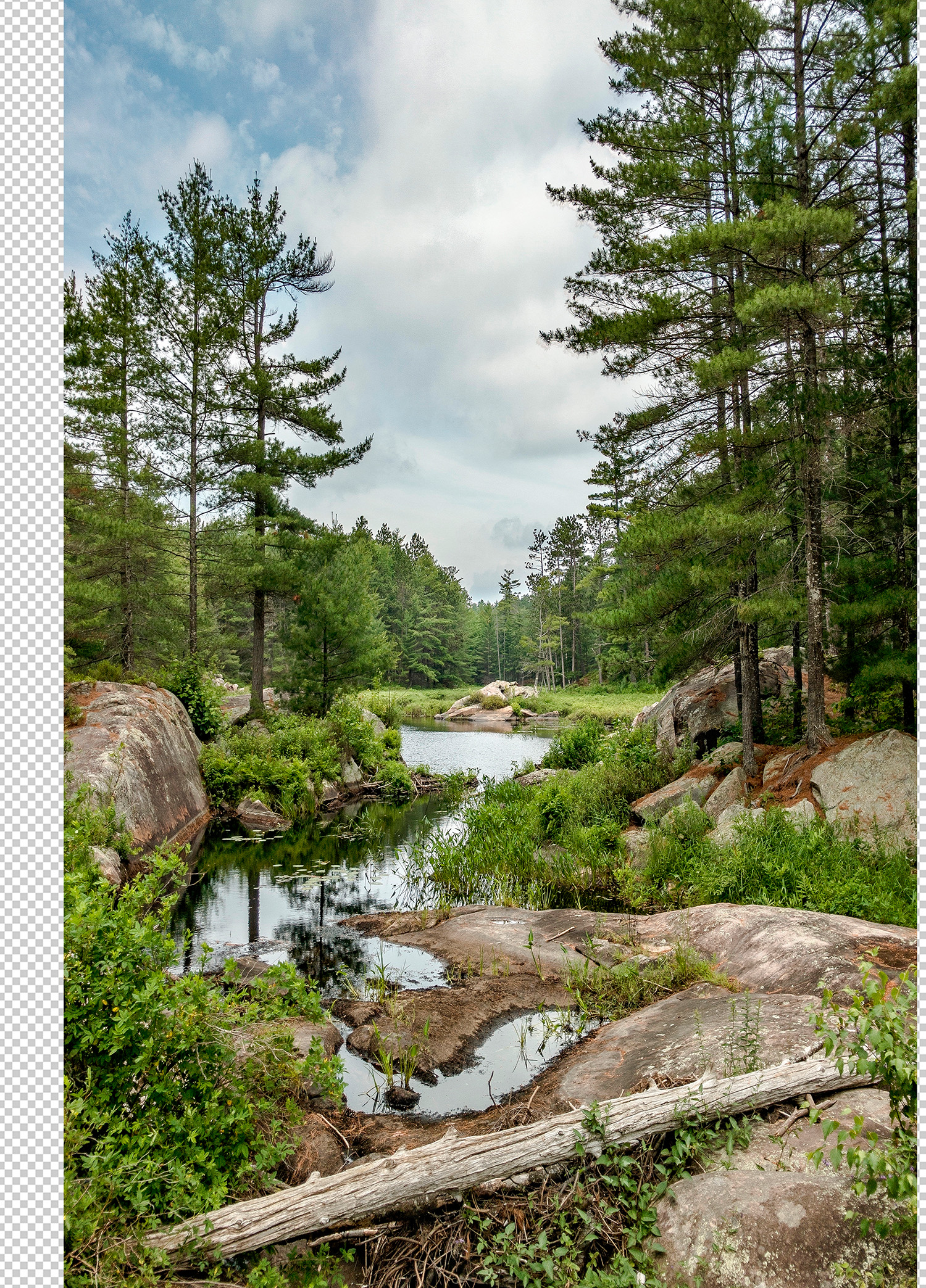 German beech forest. Wood engraving, published in 1894.